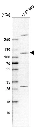 Western blot analysis in human cell line U-87 MG.