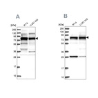 Western blot analysis using Anti-LSG1 antibody HPA037705 (A) shows similar pattern to independent antibody HPA037704 (B).