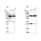 Western blot analysis using Anti-LSG1 antibody HPA037705 (A) shows similar pattern to independent antibody HPA037704 (B).