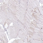 Immunohistochemical staining of human skeletal muscle shows no cytoplasmic positivity in myocytes as expected.