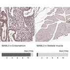 Anti-MAML3 Antibody