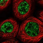 Immunofluorescent staining of human cell line A-431 shows localization to nuclear speckles.