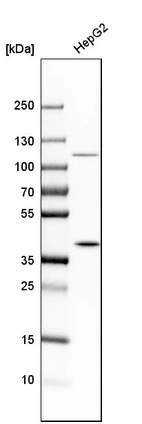 Western blot analysis in human cell line HepG2.