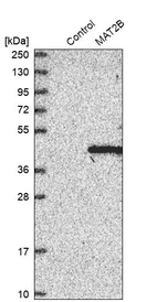 Western blot analysis in control (vector only transfected HEK293T lysate) and MAT2B over-expression lysate (Co-expressed with a C-terminal myc-DDK tag (~3.1 kDa) in mammalian HEK293T cells, LY402239).