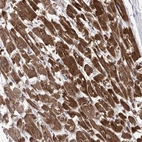 Anti-COX15 Antibody