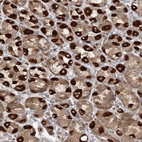 Anti-RAB11FIP2 Antibody