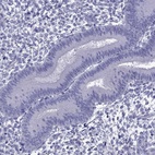 Immunohistochemical staining of human endometrium shows low expression as expected.