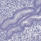 Immunohistochemical staining of human endometrium shows low expression as expected.