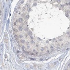 Immunohistochemical staining of human testis using Anti-MYOT antibody HPA037733.