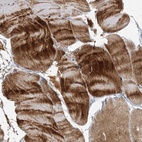 Immunohistochemical staining of human skeletal muscle shows high expression.