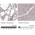 Anti-POLR2H Antibody