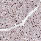 Immunohistochemical staining of human pancreas shows low expression as expected.