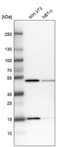 Western blot analysis in mouse cell line NIH-3T3 and rat cell line NBT-II.