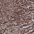 Anti-IGSF9 Antibody