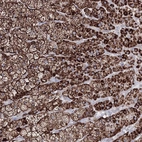 Anti-IGSF9 Antibody