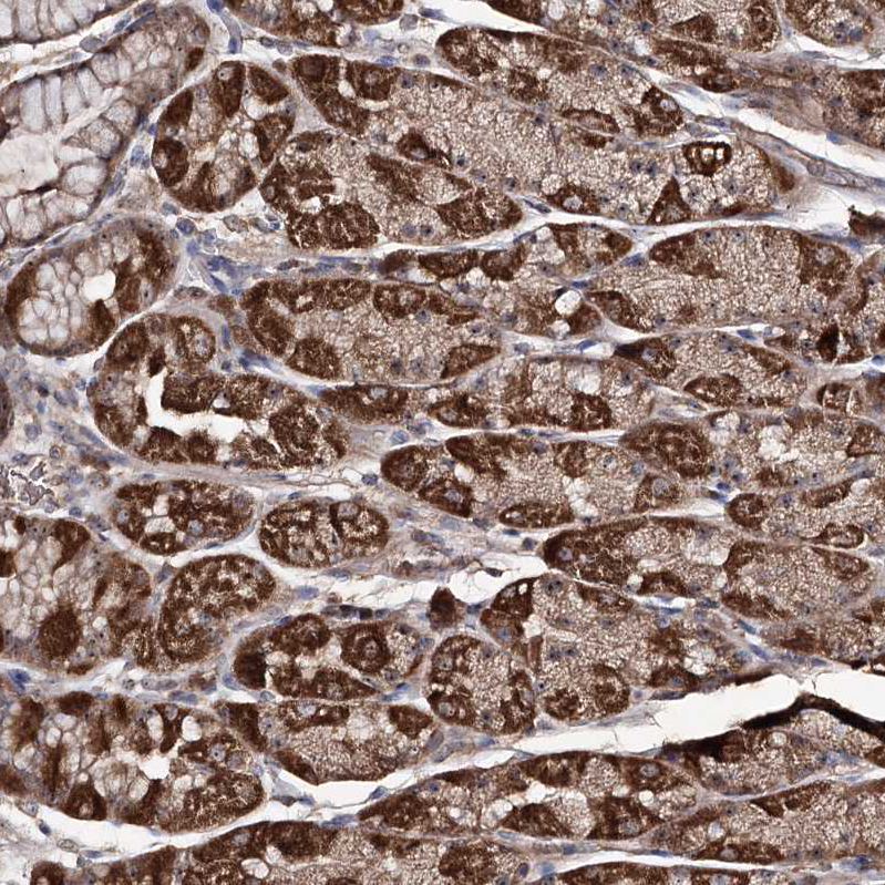 Anti-FAM53B Antibody