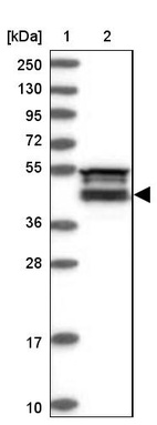 Anti-FAM53B Antibody
