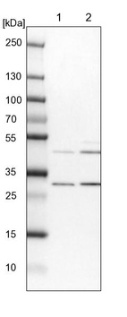 Lane 1: NIH-3T3 cell lysate (Mouse embryonic fibroblast cells)_br/_Lane 2: NBT-II cell lysate (Rat Wistar bladder tumour cells)