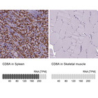 Anti-CD8A Antibody