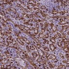 Immunohistochemical staining of human spleen shows moderate to strong positivity in lymphoid cells.