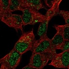 Immunofluorescent staining of human cell line SH-SY5Y shows localization to nucleoplasm & mitochondria.