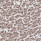 Anti-GBF1 Antibody