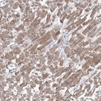 Anti-GBF1 Antibody