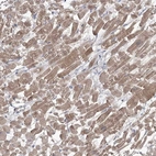 Anti-GBF1 Antibody