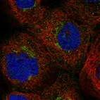 Immunofluorescent staining of human cell line A-431 shows localization to the Golgi apparatus.