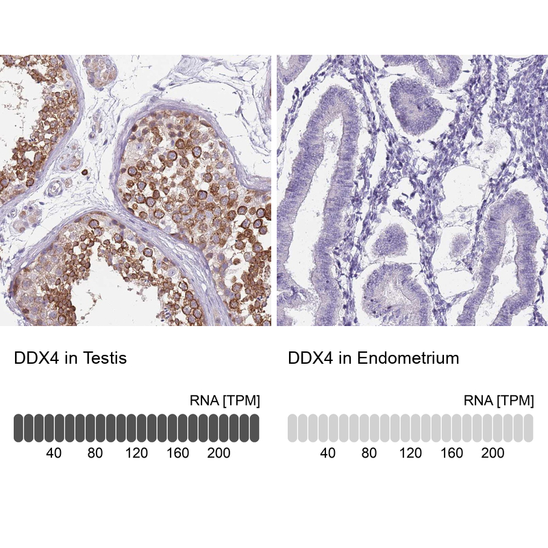 Anti-DDX4 Antibody