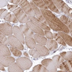 Immunohistochemical staining of human skeletal muscle shows moderate cytoplasmic positivity in myocytes.