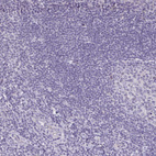 Anti-A1CF Antibody