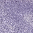 Immunohistochemical staining of human tonsil shows no positivity in non-germinal center cells as expected.