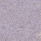 Immunohistochemical staining of human Pancreas shows low expression in exocrine glandular cells as expected.
