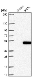 Western blot analysis in control (vector only transfected HEK293T lysate) and PSTK over-expression lysate (Co-expressed with a C-terminal myc-DDK tag (~3.1 kDa) in mammalian HEK293T cells, LY407055).
