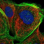 Immunofluorescent staining of human cell line A-431 shows localization to nuclear bodies & actin filaments.