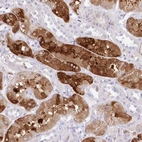 Anti-DNAJC19 Antibody