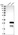 Anti-DYDC1 Antibody