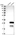 Anti-DYDC1 Antibody