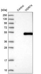Western blot analysis in control (vector only transfected HEK293T lysate) and WDR74 over-expression lysate (Co-expressed with a C-terminal myc-DDK tag (~3.1 kDa) in mammalian HEK293T cells, LY413318).
