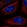Anti-WDR36 Antibody