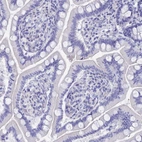 Immunohistochemical staining of human small intestine shows no positivity in glandular cells as expected.