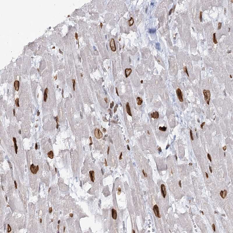 Anti-VWA5A Antibody