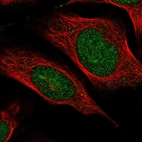 Immunofluorescent staining of human cell line U-2 OS shows localization to nucleus.