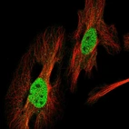 Immunofluorescent staining of human cell line HeLa shows localization to nucleoplasm.
