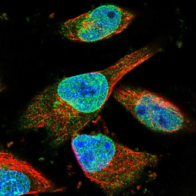 Anti-ZNF487 Antibody
