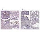 Immunohistochemical staining of human fallopian tube, kidney, liver and testis using Anti-ARMC3 antibody HPA037823 (A) shows similar protein distribution across tissues to independent antibody HPA037824 (B).