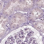 Immunohistochemical staining of human kidney using Anti-ARMC3 antibody HPA037823.