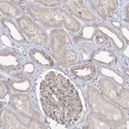 Immunohistochemical staining of human kidney shows low expression as expected.