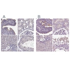 Immunohistochemical staining of human fallopian tube, kidney, liver and testis using Anti-ARMC3 antibody HPA037824 (A) shows similar protein distribution across tissues to independent antibody HPA037823 (B).